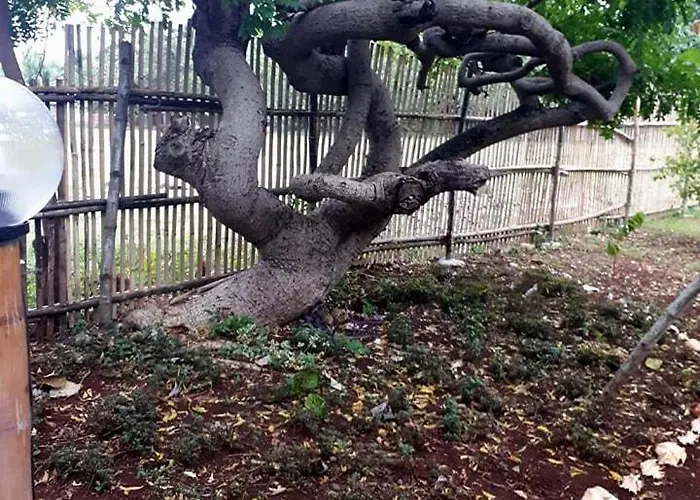Michael's Native