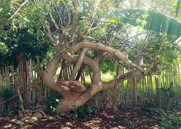 Michael's Native Farm stay Maricaban